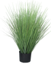 King festuca green in pot 76cm
