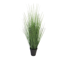 King festuca green in pot 61cm