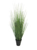 King festuca green in pot 61cm