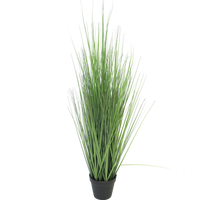King festuca green in pot 86cm