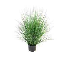 King festuca green in pot 91cm