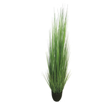 King festuca green in pot 180cm