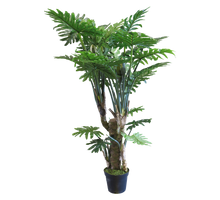 Philodendron Wasimbu green 190cm
