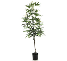 Dizygotheca in pot green 182cm