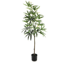 Dizygotheca in pot green 156cm