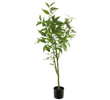 Ficus longifolia in pot green 120cm