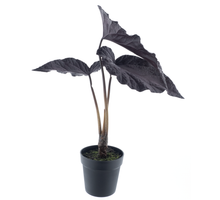 Begonia in pot (1 year UV-protected) eggplant 81cm