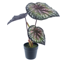 Begonia in pot (1 year UV-protected) purple 58cm