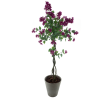 Bougainvillea tree in pot purple 165cm