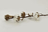 Cotton branch Gossypium White 6 Ball