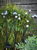 SOLAR STEKER 6 VUURVLIEGJES 7X69CM 6 LED WARM WIT