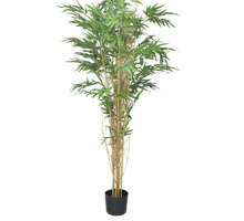 Bambusa Panda w/pot 180cm