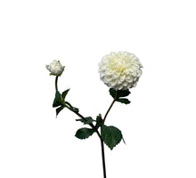 dahlia lg spray 74 cm white