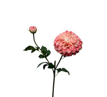 dahlia lg spray 74 cm pearl