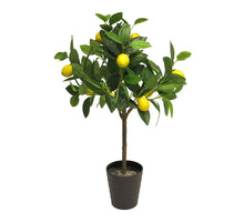 Lemon tree 70cm (12 lemons)