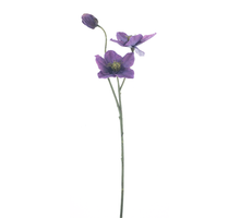 Helleborus spray Caseros purple 56cm
