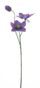 Helleborus spray Caseros purple 56cm