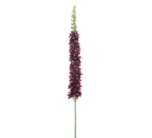 Eremurus spray Flers red 105cm