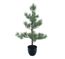 Needle pine tree in pot Ester white green 95cm