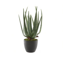 Aloe vera in a green plastic pot H67cm D40cm