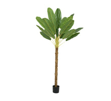 Banana plant in pot green L.120cm x W.120cm x H.280cm