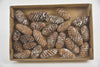 Pine cones mini fir (24 pieces) "Snowy"