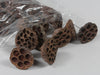 Lotus 5-7cm on 7cm wire natural 25/box