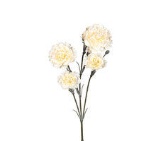 Dianthus l60cm creme