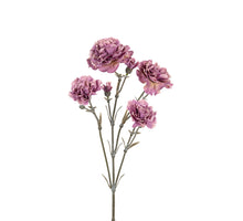 Dianthus l60cm taupe