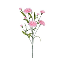 Dianthus l70cm roze