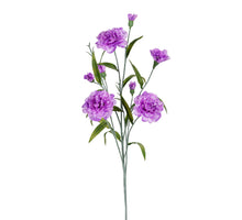 Dianthus l70cm lila