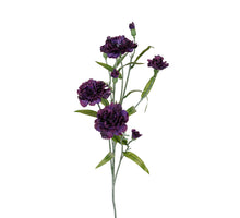 Dianthus l70cm paars