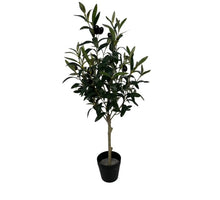 olive tree op stam new 70 cm w/berry green