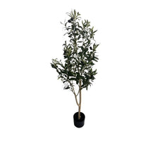 Olive tree strak 180 cm in pot w/berrie