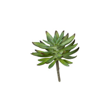 Echeveria l17cm groen