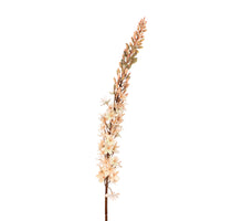 Eremurus l105cm  zalm