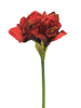 Hippeastrum Aline red 63cm