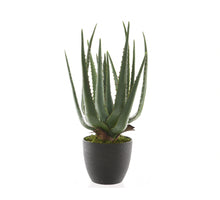 Aloe vera in a green plastic pot H40cm D25cm
