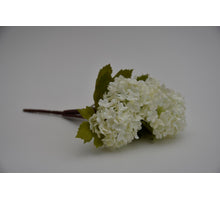 Snowball bush x5 cream 30cm