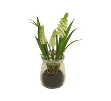 Muscari Desire in glass pot cream 17cm