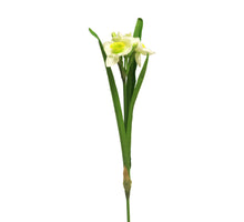 Narcissus Nouvel cream&yellow 58cm