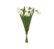 Snowdrop bundle x5 w/grass cream 26cm