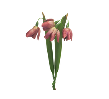 Fritillaria bundle x3 beauty 24cm