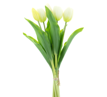 Holland Tulip Sally X5 cream 36cm