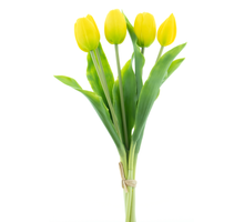 Holland Tulip Sally X5 yellow 36cm