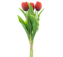 Holland Tulip Sally X5 red 36cm