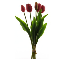 Holland Tulip Sally X5 beauty 36cm