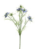 Nigella damascena blue 66cm