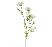 Cosmos Chanel Spray Cream 61cm