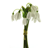 Snowdrop bundle x6 cream 18cm